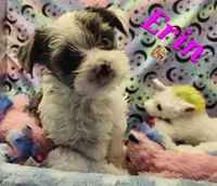 Erin blue eye, a female Yorkshire Terrier for sale in Holiday, FL – 5 of 9