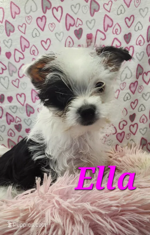 Ella  – Yorkshire Terrier puppy for sale in Holiday, FL