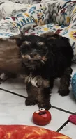 Deke, a male Yorkshire Terrier for sale in Holiday, FL – 5 of 10