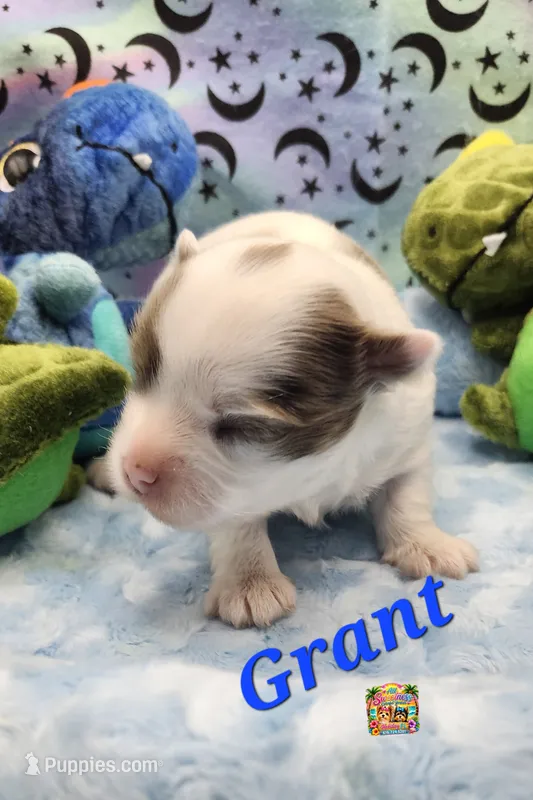 Grant – Yorkshire Terrier puppy for sale in Holiday, FL