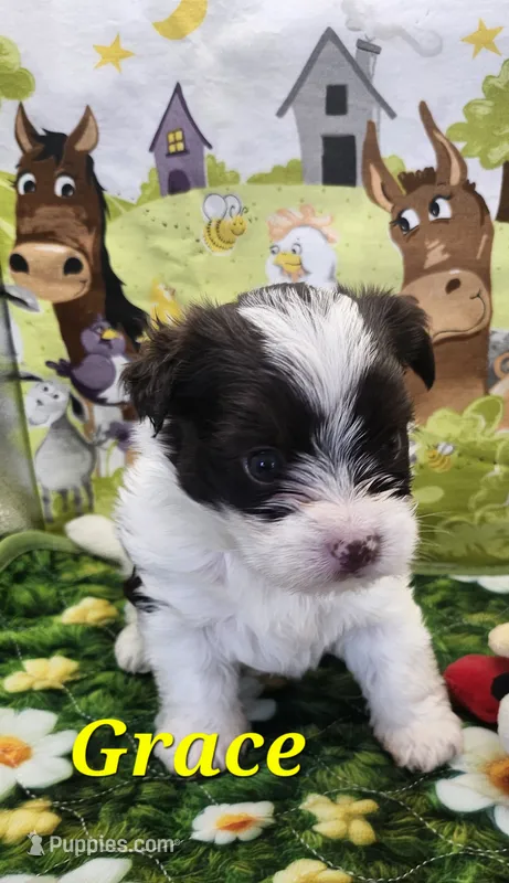 Grace – Yorkshire Terrier puppy for sale in Holiday, FL