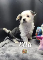 Ella very small, a female Yorkshire Terrier for sale in Holiday, FL – 5 of 9
