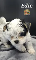 Edie very small, a female Yorkshire Terrier for sale in Holiday, FL – 8 of 9