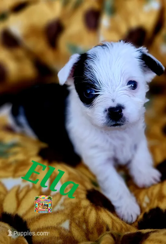 Ella – Yorkshire Terrier puppy for sale in Holiday, FL