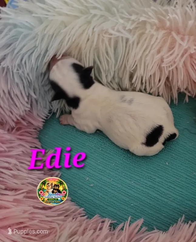 Edie – Yorkshire Terrier puppy for sale in Holiday, FL