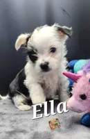 Ella very small, a female Yorkshire Terrier for sale in Holiday, FL – 2 of 9