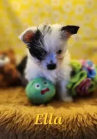 Ella , a female Yorkshire Terrier for sale in Holiday, FL – 9 of 9