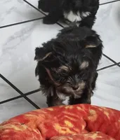 Deke, a male Yorkshire Terrier for sale in Holiday, FL – 4 of 10