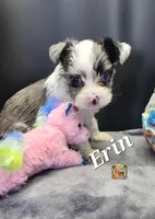 Erin blue eyes, a female Yorkshire Terrier for sale in Holiday, FL – 1 of 10