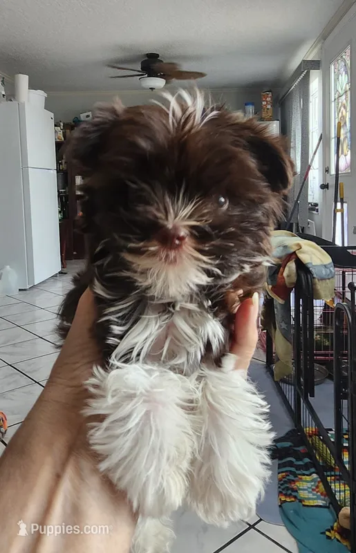 Flash – Yorkshire Terrier puppy for sale in Holiday, FL