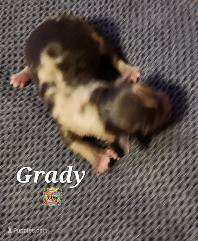 Grady – Yorkshire Terrier puppy for sale in Holiday, FL