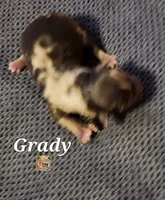 Grady, a male Yorkshire Terrier for sale in Holiday, FL – 1 of 2