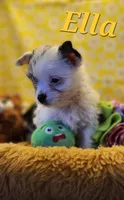 Ella , a female Yorkshire Terrier for sale in Holiday, FL – 3 of 9