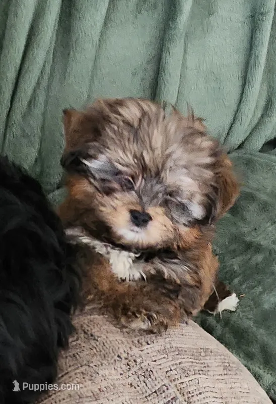 Dano – Yorkshire Terrier puppy for sale in Holiday, FL