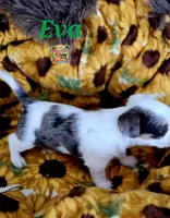 Eva possible blue eyes, a female Yorkshire Terrier for sale in Holiday, FL – 6 of 7