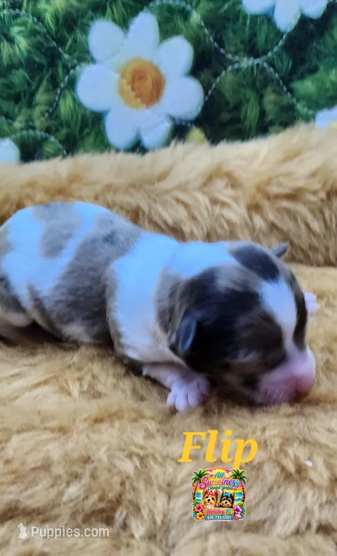 Flip – Yorkshire Terrier puppy for sale in Holiday, FL