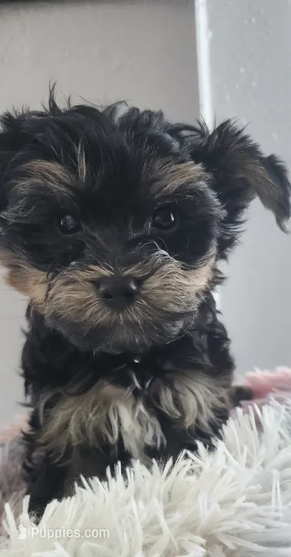 Deke – Yorkshire Terrier puppy for sale in Holiday, FL