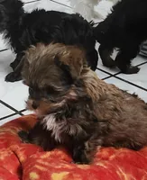 Dano, a male Yorkshire Terrier for sale in Holiday, FL – 8 of 10