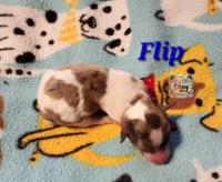 Flip, a male Yorkshire Terrier for sale in Holiday, FL – 1 of 1