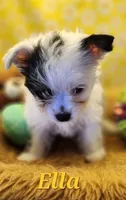 Ella , a female Yorkshire Terrier for sale in Holiday, FL – 5 of 9