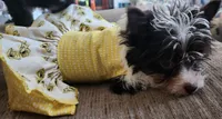 Grace, a female Yorkshire Terrier for sale in Holiday, FL – 10 of 10
