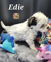 Edie very small, a female Yorkshire Terrier for sale in Holiday, FL – 7 of 9