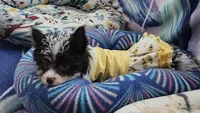Grace, a female Yorkshire Terrier for sale in Holiday, FL – 5 of 10