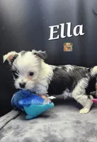 Ella very small, a female Yorkshire Terrier for sale in Holiday, FL – 3 of 9