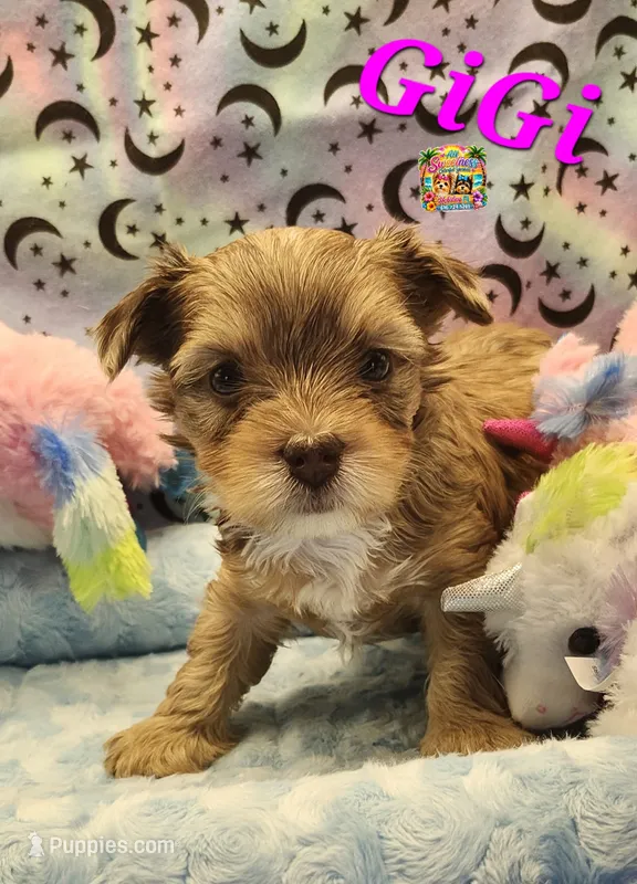 GiGi – Yorkshire Terrier puppy for sale in Holiday, FL