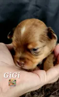 GiGi, a female Yorkshire Terrier for sale in Holiday, FL – 3 of 10