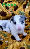 Emma possible blue eyes, a female Yorkshire Terrier for sale in Holiday, FL – 3 of 8
