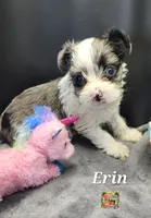 Erin blue eyes, a female Yorkshire Terrier for sale in Holiday, FL – 3 of 10