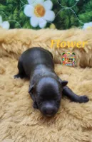 Flower, a female Yorkshire Terrier and Biewer for sale in Holiday, FL – 9 of 9