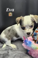 Eva blue eyes, a female Yorkshire Terrier for sale in Holiday, FL – 9 of 10