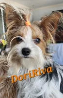 Eden, a female Yorkshire Terrier for sale in Holiday, FL – 3 of 4