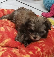 Dano, a male Yorkshire Terrier for sale in Holiday, FL – 2 of 10