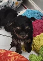 Deke, a male Yorkshire Terrier for sale in Holiday, FL – 6 of 10