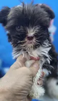 Flash, a male Yorkshire Terrier for sale in Holiday, FL – 5 of 10