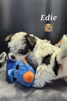 Edie very small, a female Yorkshire Terrier for sale in Holiday, FL – 4 of 9