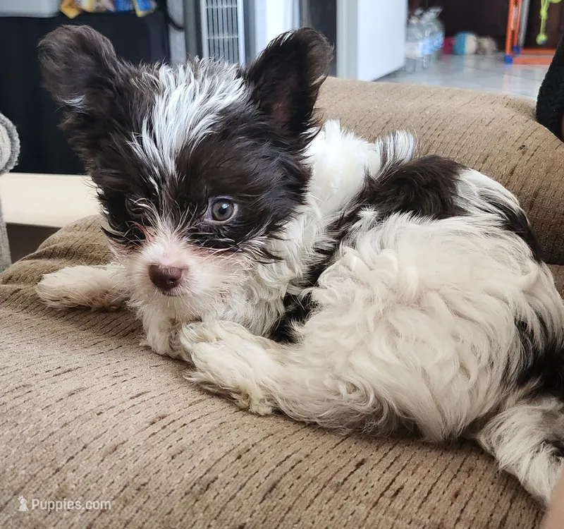 Grace – Yorkshire Terrier puppy for sale in Holiday, FL