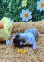 Flip, a male Yorkshire Terrier and Biewer for sale in Holiday, FL – 4 of 10