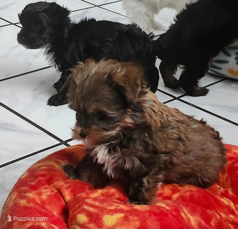 Dano – Yorkshire Terrier puppy for sale in Holiday, FL