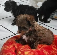 Dano, a male Yorkshire Terrier for sale in Holiday, FL – 1 of 10
