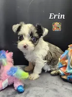 Erin blue eyes, a female Yorkshire Terrier for sale in Holiday, FL – 5 of 10