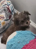 Dano, a male Yorkshire Terrier for sale in Holiday, FL – 6 of 10