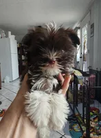 Flash, a male Yorkshire Terrier for sale in Holiday, FL – 4 of 10