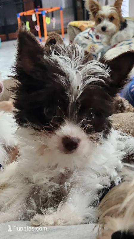 Grace – Yorkshire Terrier puppy for sale in Holiday, FL