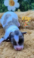 Flip, a male Yorkshire Terrier and Biewer for sale in Holiday, FL – 10 of 10