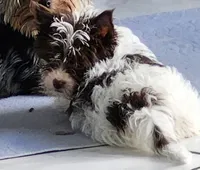 Grace, a female Yorkshire Terrier for sale in Holiday, FL – 4 of 10