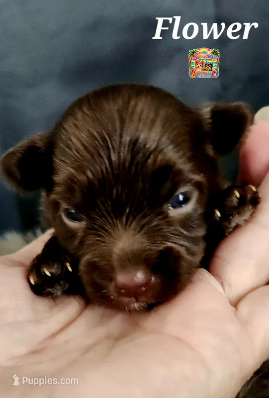 Flower – Yorkshire Terrier, Biewer puppy for sale in Holiday, FL